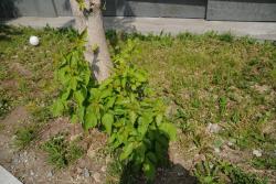 post-2093-0-18240600-1405927691_thumb.jp