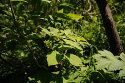 post-2093-0-21412900-1405927743_thumb.jp