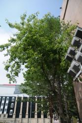 post-2093-0-23425400-1405927695_thumb.jp