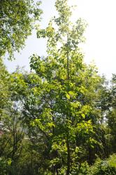 post-2093-0-56303100-1405927759_thumb.jp