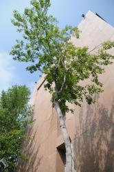 post-2093-0-79208300-1405927693_thumb.jp