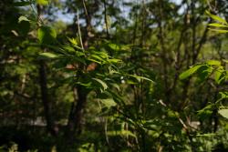 post-2093-0-84568500-1405927741_thumb.jp