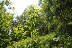 post-2093-0-92097000-1405927750_thumb.jp