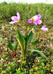 139_Клейтония остролистная.jpg