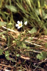 139_Клейтония клубневая.jpg