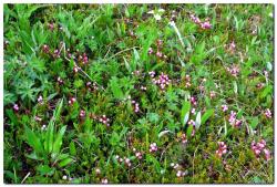 post-6541-0-17436700-1405134126_thumb.jp