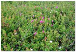 post-6541-0-24266800-1405134563_thumb.jp