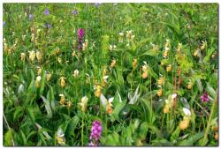 post-6541-0-57686500-1405135107_thumb.jp