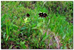 post-6541-0-68424700-1405135032_thumb.jp