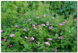 post-6541-0-82428400-1405134354_thumb.jp