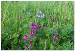 post-6541-0-97026600-1405134283_thumb.jp