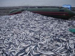 post-6649-0-28848100-1406520873_thumb.jp