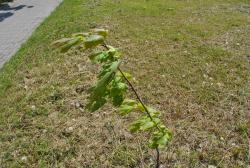 post-2093-0-01658900-1438330097_thumb.jp