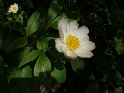 Цветы пион на даче