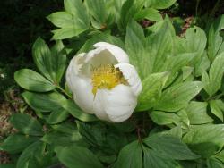 Цветок пион на даче