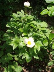 Пион на даче