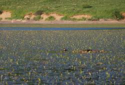 Серощекая поганка