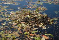 Гнездо серощекой поганки с кладкой