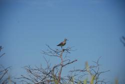 Кулик фи-фи