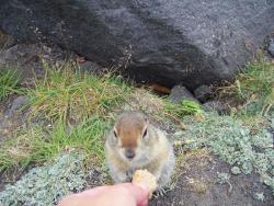 post-1180-0-64031400-1314235831_thumb.jp