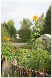 Трехметровый подсолнух-гигант