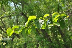 post-2093-0-08902900-1439289455_thumb.jp