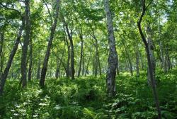 Петропавловск-Камчатский: каменноберезовый лес на северном склоне Никольской сопки