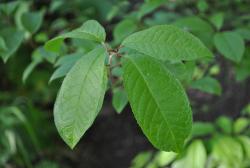 post-2093-0-76932500-1439289587_thumb.jp