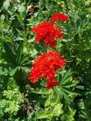 Дельфиниум