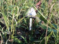 post-1180-0-24433000-1317109680_thumb.jp