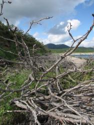 post-1980-0-27248600-1314929920_thumb.jp