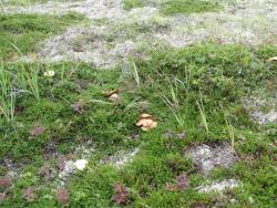 post-1980-0-55005500-1314929695_thumb.jp