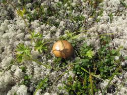 post-1980-0-73873800-1314929628_thumb.jp