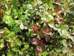 post-1980-0-79703100-1314929780_thumb.jp