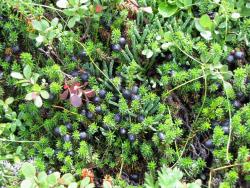 post-1980-0-86648000-1314929658_thumb.jp