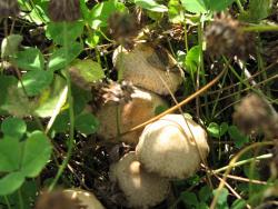 post-1980-0-91683400-1314929538_thumb.jp