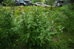 post-2093-0-07368300-1410106390_thumb.jp