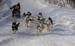 62. Финиширует в Мэнэдеке упряжка каюра № 23. Март 2013.jpg