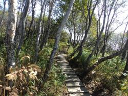 12. Настильная дощатая тропа от верхней беседки на смотровую площадку Мишенной сопки. Петропавловск-Камчатский, 2015.jpg