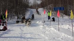 63. Мэнэдек. Берингия. Финишная борьба сразу трех упряжек. Март 2013.jpg