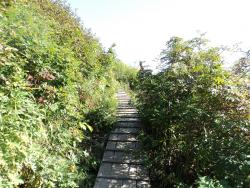 13. Настильная дощатая тропа от верхней беседки на смотровую площадку Мишенной сопки. Петропавловск-Камчатский, 2015.jpg