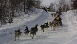 67. Мэнэдек. Берингия. На финиш идут две упряжки. Март 2013.jpg