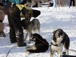 72. Каюр Берингии-2013 с собаками после финиша в Мэнэдеке. МАрт 2013.jpg