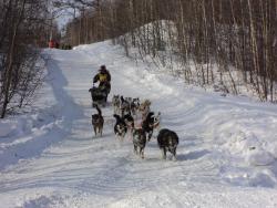 61. Финиширует в Мэнэдеке упряжка каюра № 14. Март 2013.jpg