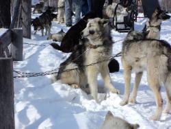 73. Ездовые собаки Берингии-2013 на привязи после финиша в Мэнэдеке. Март 2013.jpg