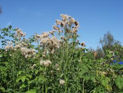 Ненавистный осот