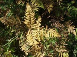 Осенний папоротник