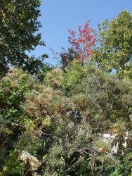 Камчатская осень на подходе