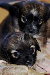 post-5446-0-77284800-1349305926_thumb.jp