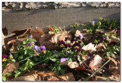 Подснежники или Анютины глазки